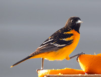 7189_Oriole_051825_4110