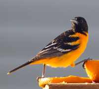 7189_Oriole_051825_4109