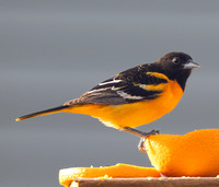 7189_Oriole_051825_4122