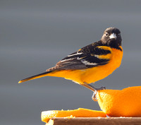 7189_Oriole_051825_4156