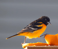 7189_Oriole_051825_4096