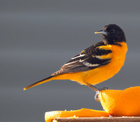 7189_Oriole_051825_4141