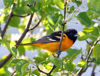 7189 Oriole 18-May-25